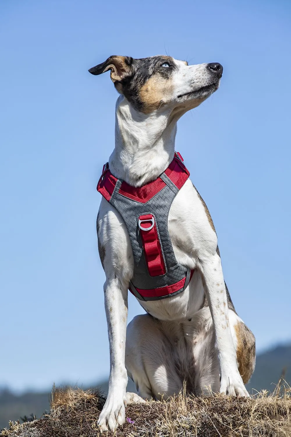 Kurgo Journey Air Harness