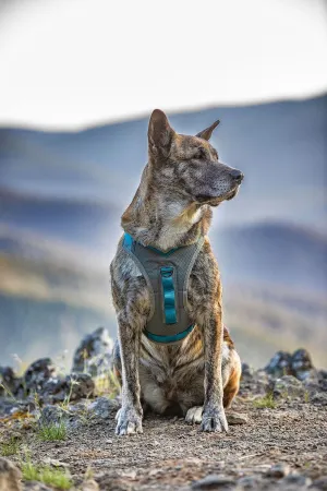 Kurgo Journey Air Harness